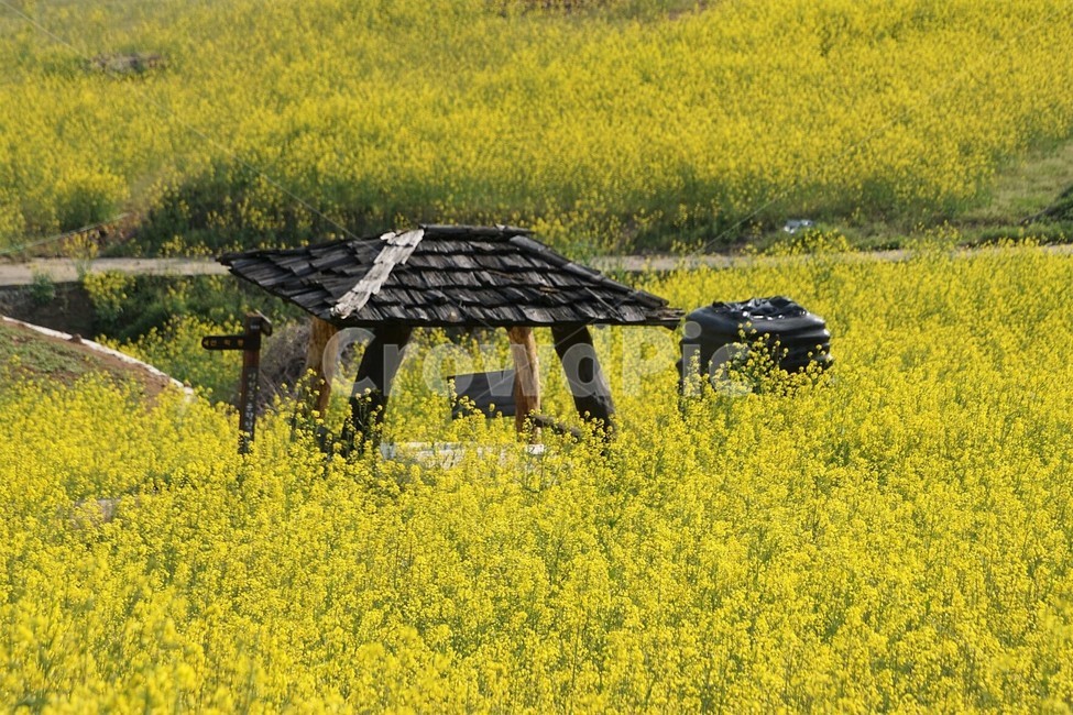 유채꽃,꽃,원두막,자연,식물,봄,spring,nature,감성,풍경,계절,season,자연풍경,flower,봄,계절,spring,season,bench,벤치,furniture,가구,field,들,outdoors,옥외