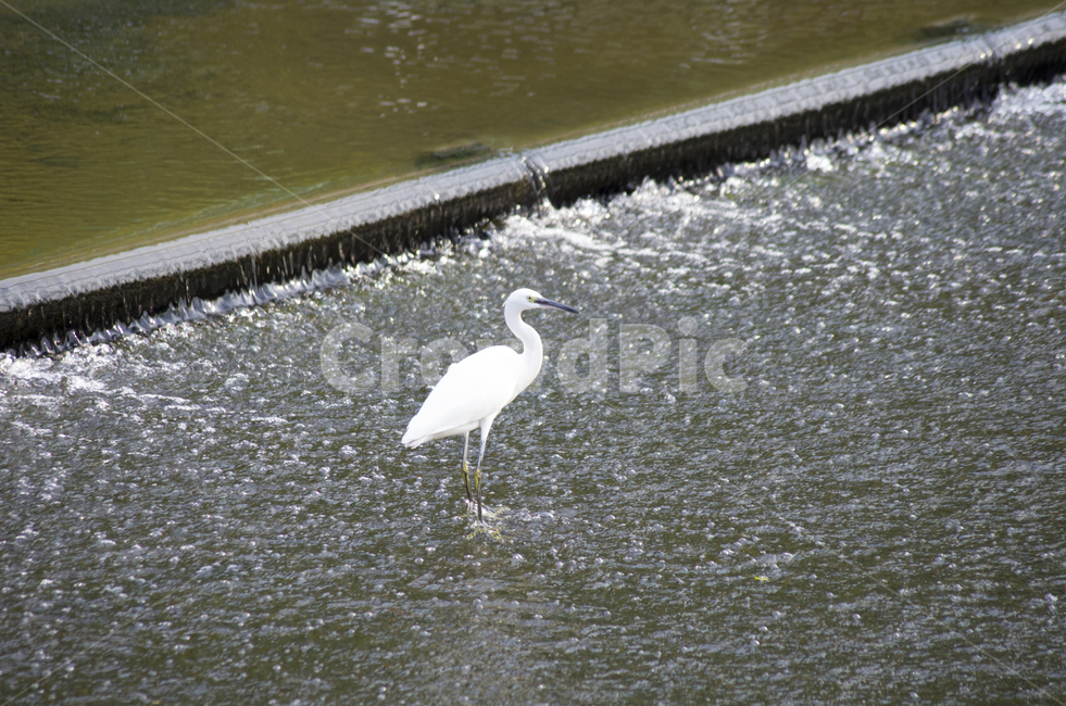 왜가리,백로,heron,흰새,하천,강가,시내,물가,새,감성,동물,화이트,부리,망원,동물,animal,조류,새,birds