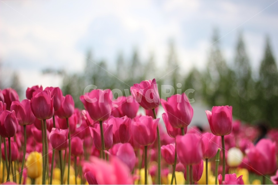 봄,꽃,봄꽃,튤립,컬러,색감,분홍,하늘,나무,spring,flower,color,tulip,sky,tree,pink,beautiful,봄,계절,spring,season,식물,자연,plants,nature,꽃,flower,plant,blossom