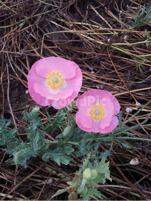 꽃,꽃양귀비,식물,조경용,poppy,양귀비,식물,자연,plants,nature,꽃,flower