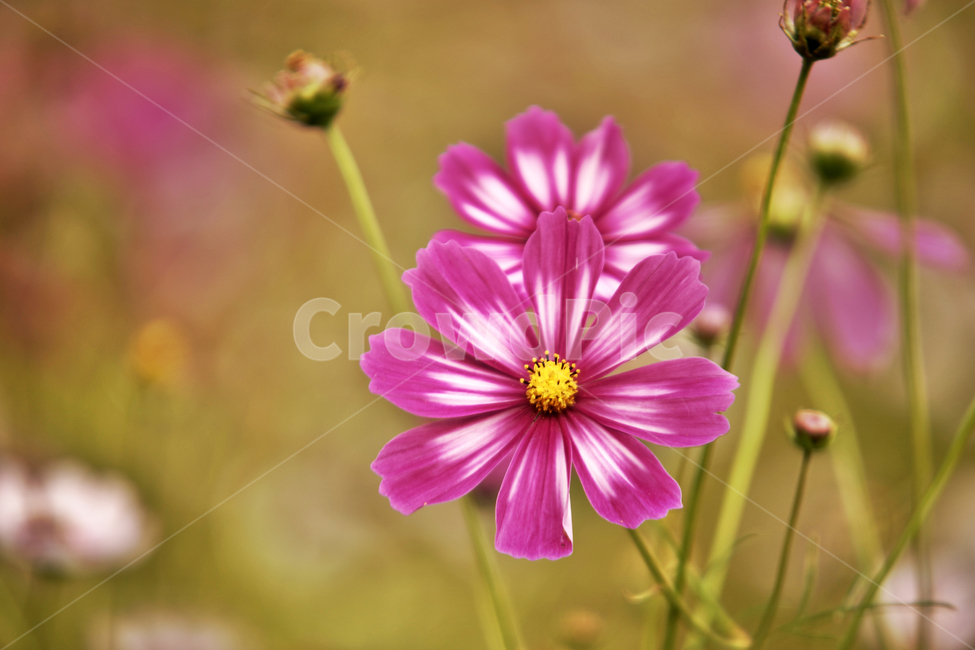 코스모스,가을,계절,꽃,식물,야생화,꽃밭,핑크,분홍색,식물,자연,plants,nature,꽃,flower