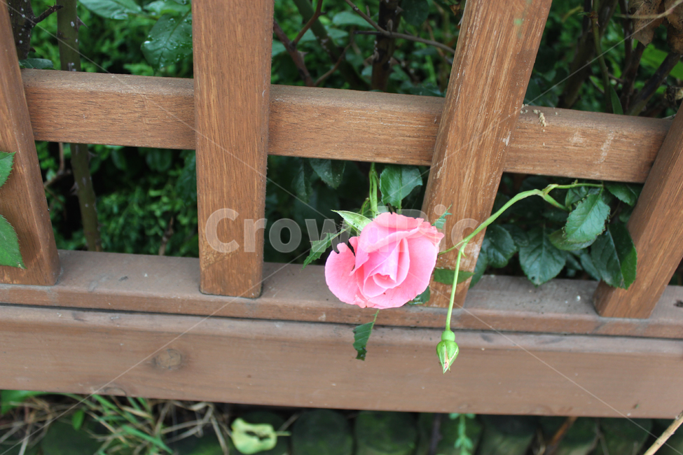 울타리,장미,분홍,작은,나륻이,홀로핀,식물,자연,plants,nature,꽃,flower