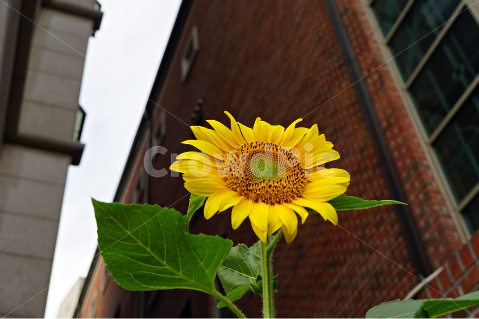 해바라기,노랑,꽃,식물,자연,bloom,sunflower,floral,plant,beautiful,flower,식물,자연,plants,nature,꽃,flower