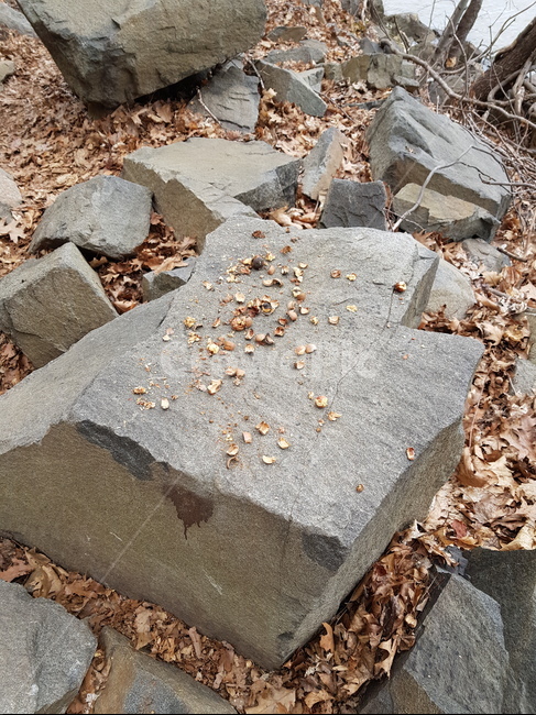 돌,낙엽,도토리,다람쥐,파티,식사,가을,계절,fall,autumn,season,rubble,파편,ground,바닥,slate,슬레이트,flagstone,판석