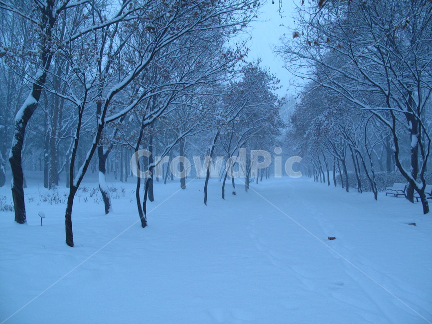 설경,눈,눈온풍경,쌓인눈,눈사진,양재시민의숲,겨울,나무,눈꽃,snow,winter,forest,tree,G10,canonG10,캐논G10,canon,캐논,겨울,계절,winter,season,자연,풍경,nature,landscape,식물,plants,나무,trees,wood,outdoors,옥외,storm,폭풍,blizzard,눈보라
