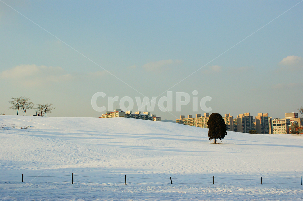겨울,눈,나무,winter,tree,snow,나홀로나무
