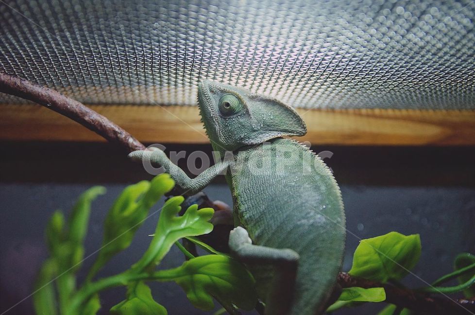 파충류,reptile,카멜레온,chameleon,veiledchameleon,동물,animal,파충류,양서류,reptile,amphibian