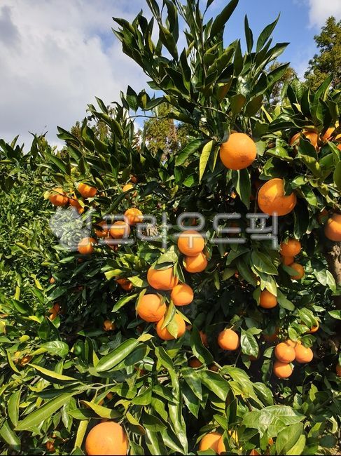 mandarin,fruit,tangerine farm,food,tangerines,Tangerine experience,plant,Jeju Tangerine,tangerine tree,Jeju tangerines