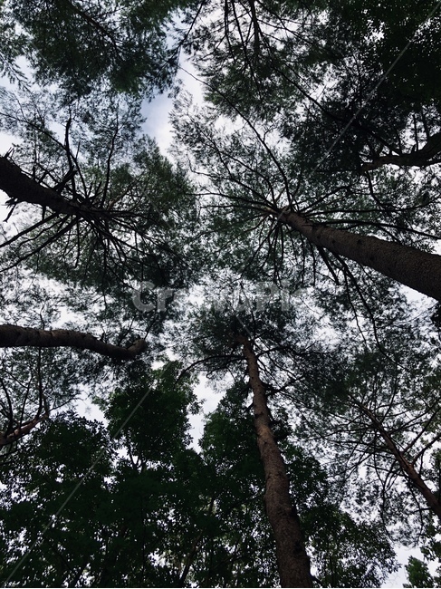 숲,소나무,하늘,자연,녹음,식물,자연,plants,nature,나무,trees,wood