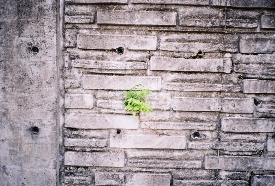 생명,도시,식물,희망,벽,고사리,식물,자연,plants,nature,빈티지사진,빈티지느낌,빈티지감성,vintage