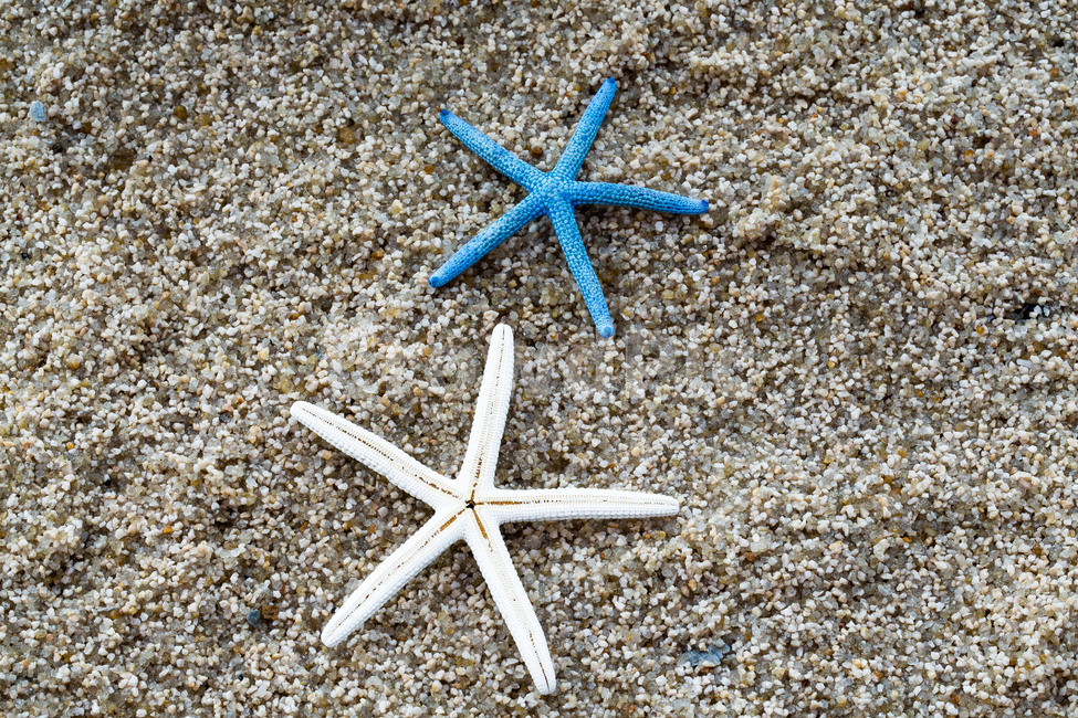 불가사리,모래,바닷가,휴가,문양,무늬,별,해변,바다,beach,sea