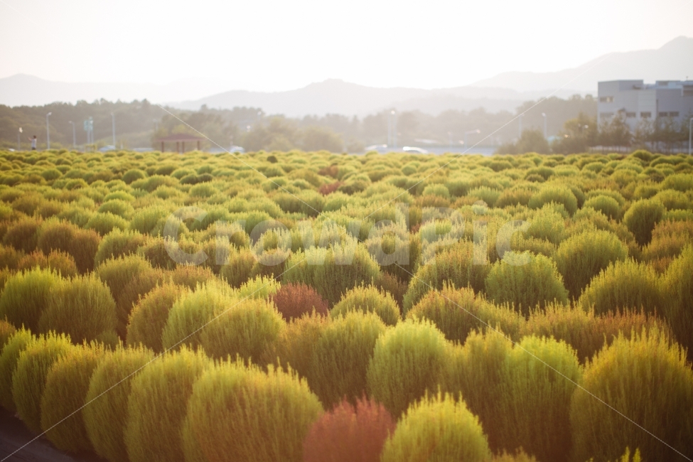 양주,나리공원,코키아,식물,나무,자연,풍경,nature,landscape,식물,plants,bush,부시,plant,vegetation,초목