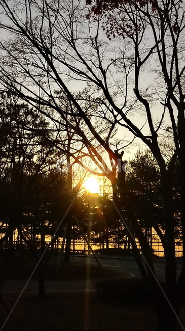 일출,해,해돋이,빛,햇빛,sunlight,light,태양