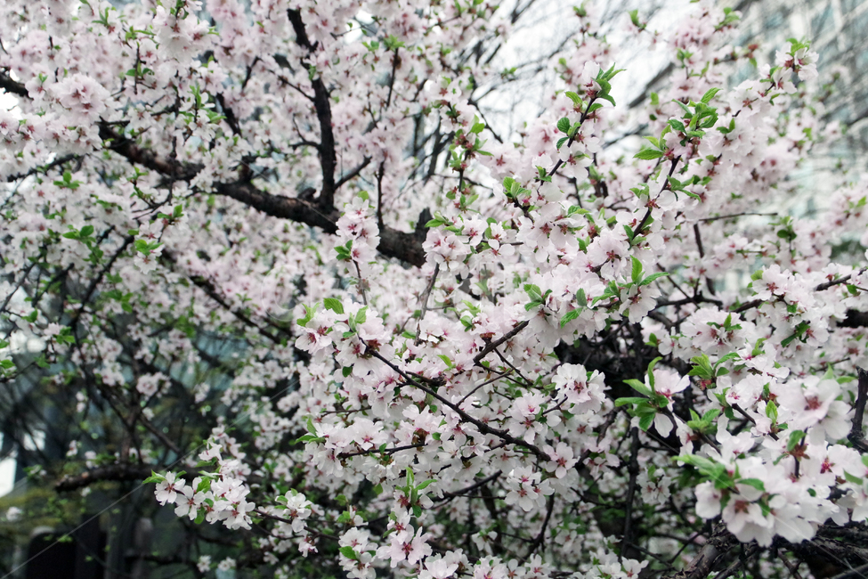 봄,계절,꽃,spring,season,flower,봄,계절,spring,season,식물,자연,plants,nature,꽃,flower,plant,blossom