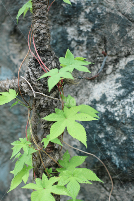 leaf,잎,plant,식물,잡초,독풀,풀