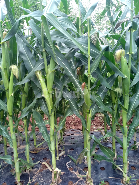 옥수수,옥수수밭,옥수수재배,곡식,곡물,곡류,곡식,cereals,농업,농사,agriculture,farming,farming industry