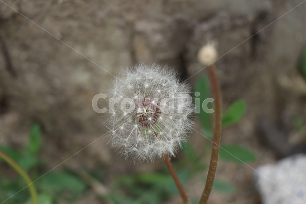 꽃,홀씨,민들레,민들레홀씨,봄꽃,봄,계절,spring,season,식물,자연,plants,nature,꽃,flower,plant,blossom