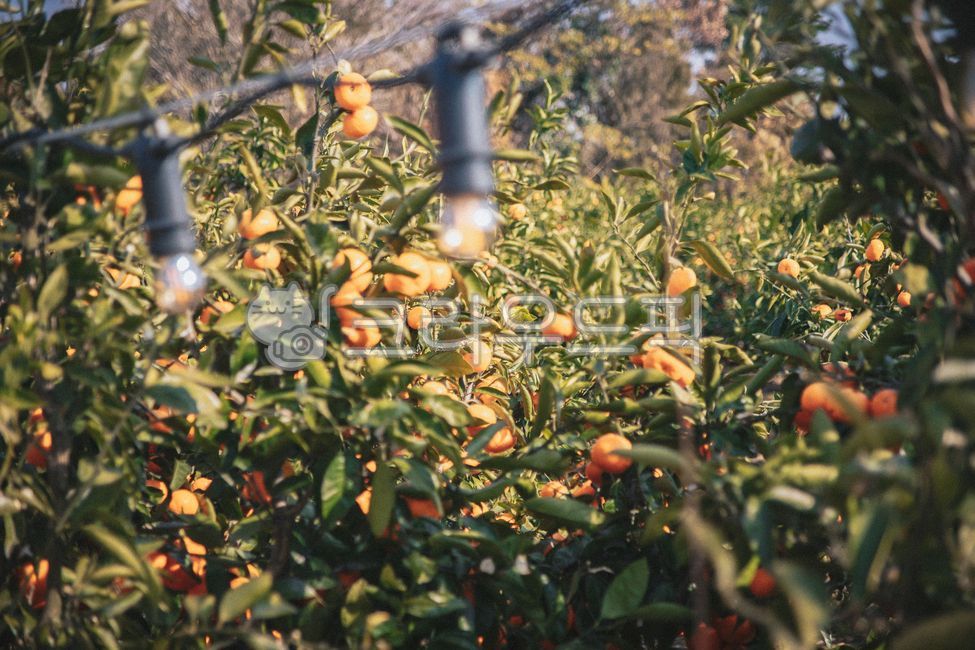 제주,제주도,귤,감귤,노지감귤,주렁주렁,열매,과실,감귤나무,과수원,감귤농장,나무,plant,식물,food,제철과일,음식,과일,fruit,감귤류과일,citrusfruit,과일,열매,fruit