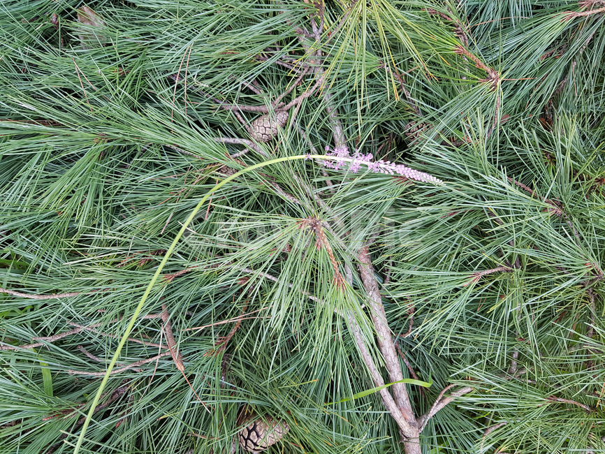 자연,식물,소나무,솔잎,솔방울,나뭇가지,가을,초록,식물,자연,plants,nature