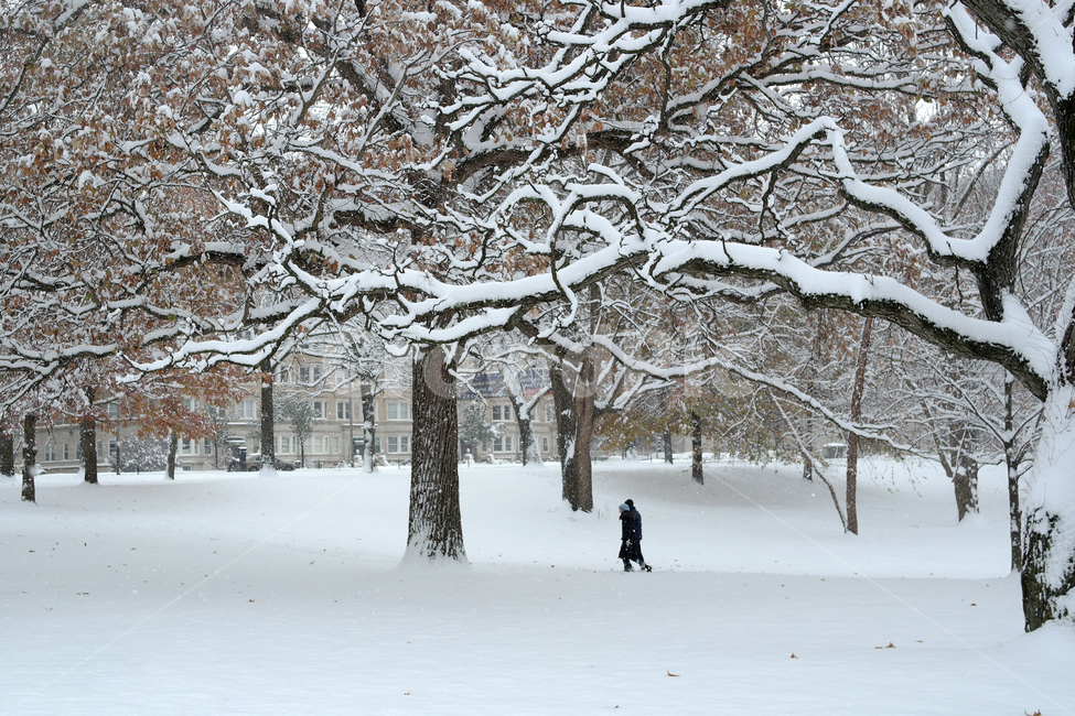 겨울,눈길,공원,숲,산책,눈,winter,snow,path,walkaround,forest,park,cold,겨울,계절,winter,season