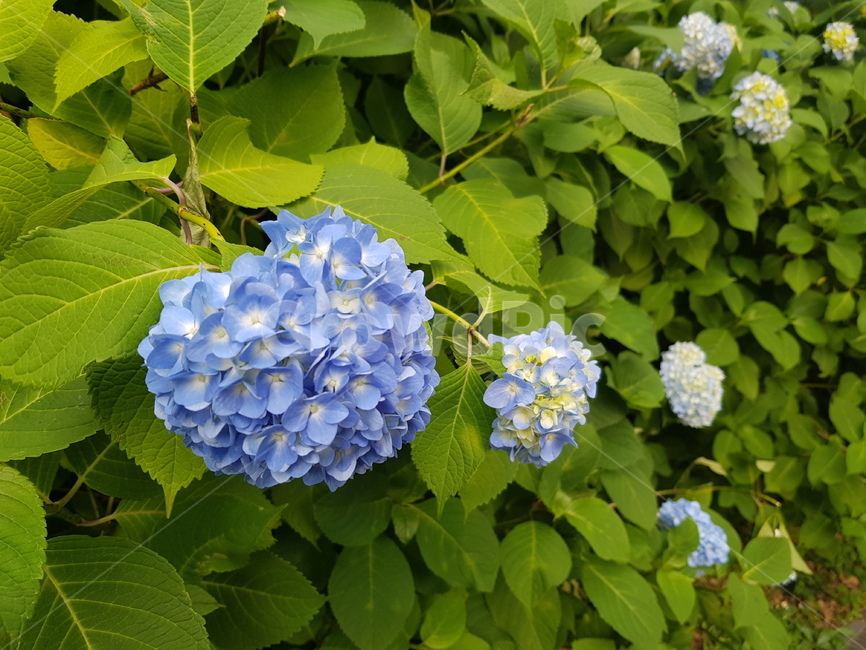 수국,꽃,자연,풍경,여름,낮