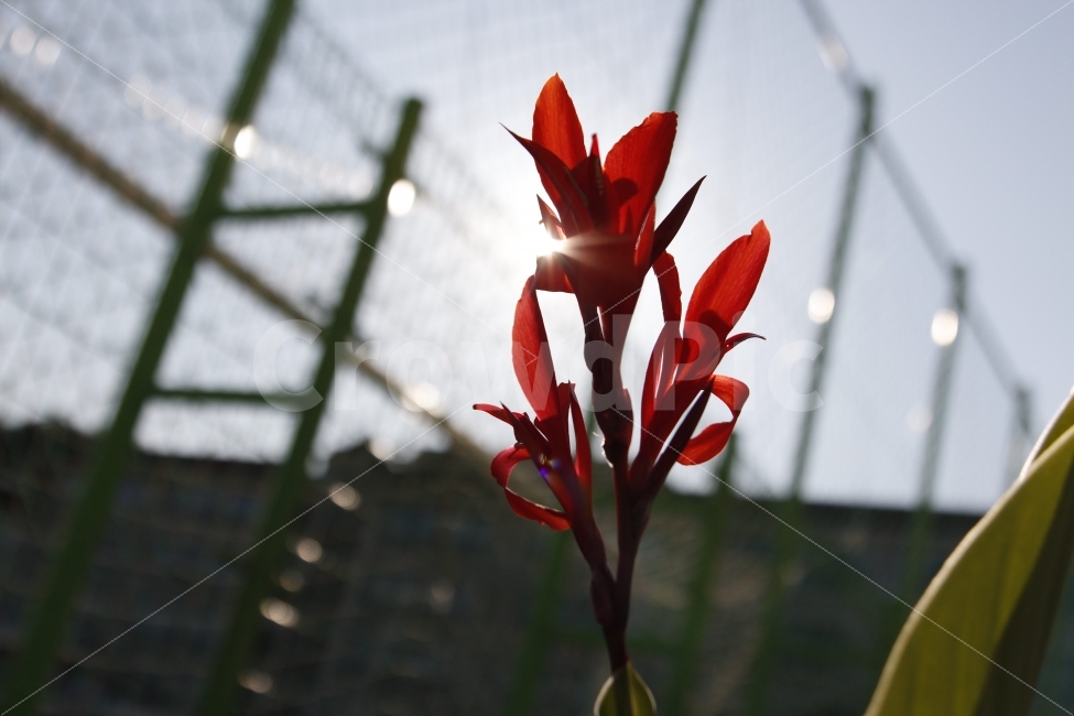 꽃,역광,한송이,붉은꽃,비대칭,가을,식물,자연,plants,nature,꽃,flower
