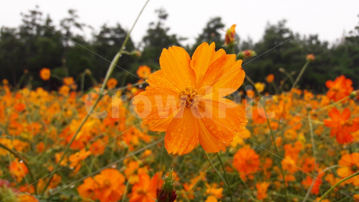 꽃,코스모스,주황색,빗방울,풍성한,가을,계절,fall,autumn,season,식물,자연,plants,nature,꽃,flower,plant