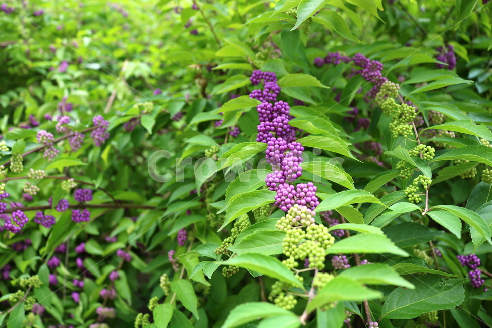 나무,식물,좀작살나무,열매,자연,좀작살나무열매,식물,자연,plants,nature,과일,열매,fruit