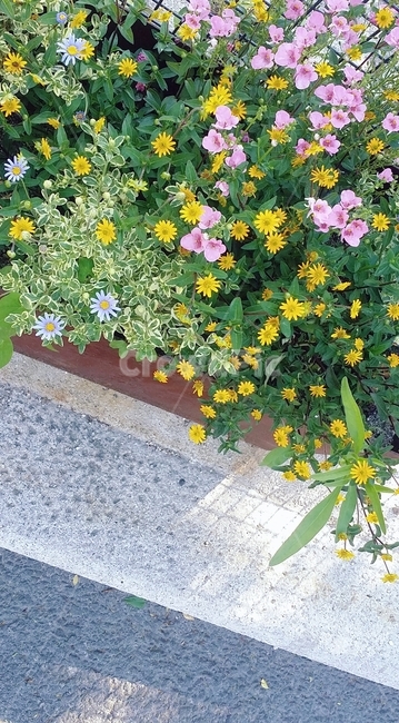 꽃,봄,화단,길,공원,산책,풀,마당,식물,자연,plants,nature,꽃,flower