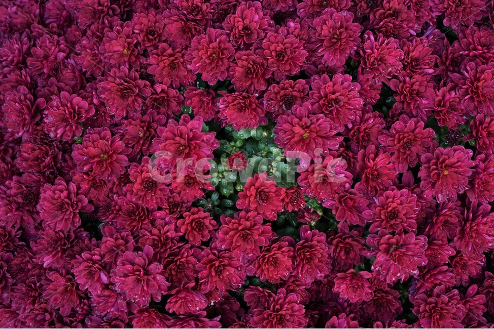 국화,가을,우아함,노랑,꽃,꽃송이,chrysanthemum,autumn,bloom,fall,nature,yellow,elegance,beautiful,plant,flower,계절,season,floral,nobility,고귀함,향기,가을대표,식물,자연,plants,nature,꽃,flower