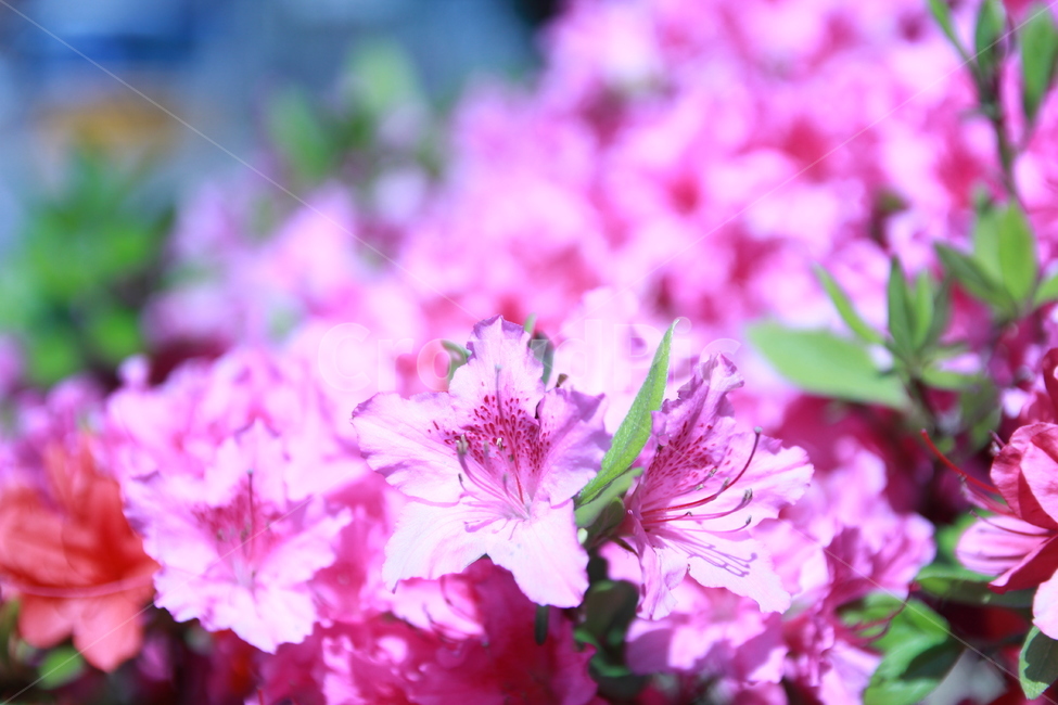 꽃,꽃잎,식물,화단,자연,분홍색꽃,flower,garden