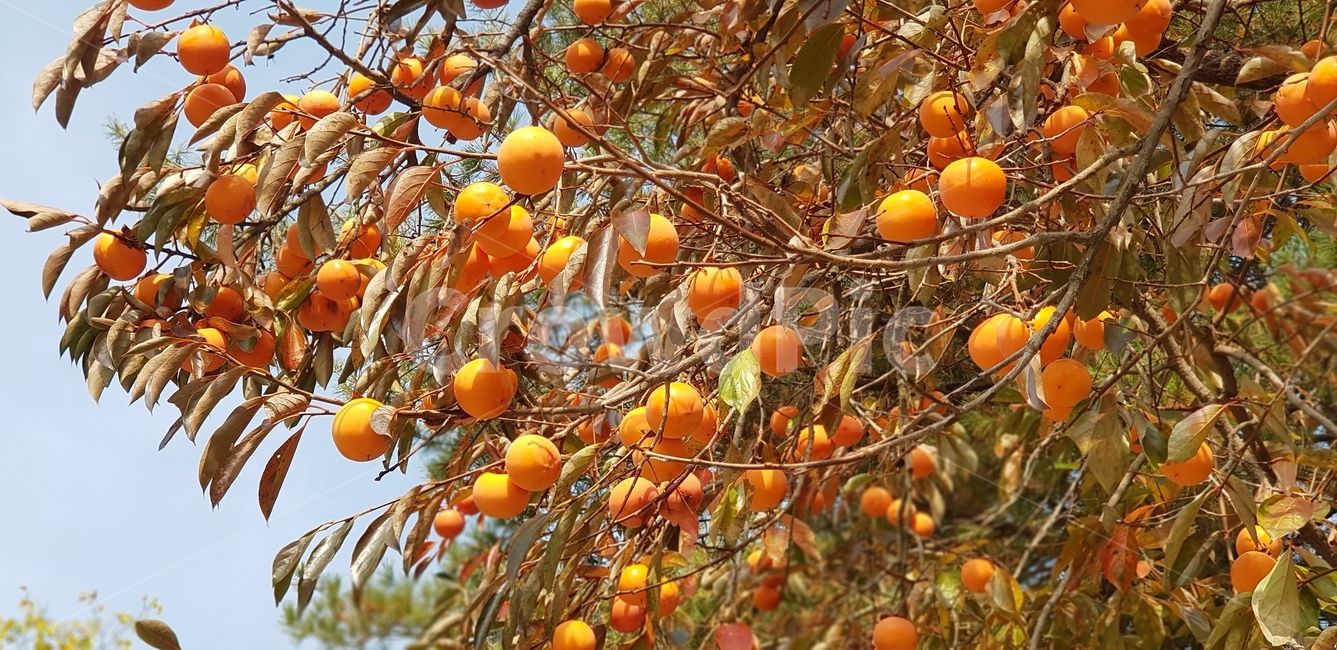 감나무,열매,나무가지,주황,계절,하늘,식물,과일,음식,감,produce,생산액,plant,persimmon,식물,자연,plants,nature