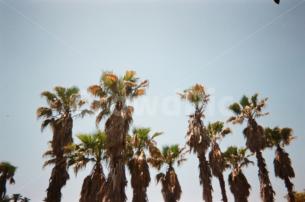 자연,식물,나무,하늘,필름카메라,tree,sky,filmcamera,자연,풍경,nature,landscape,해외,외국,세계,foreign,oversea,world,plant,palm tree,야자수