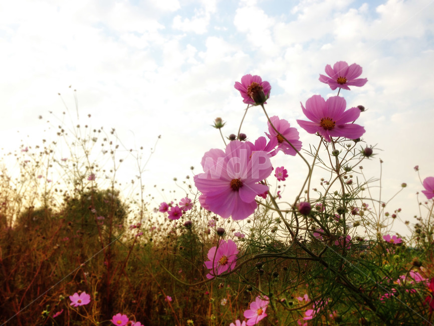 코스모스,가을,풍경,꽃,하늘,구름,꽃밭,fall,cosmos,sky,clould,대부도