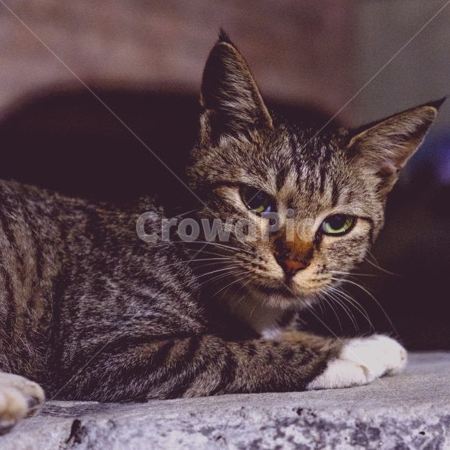길거리,고양이,근접,저녁,동물,동물,animal,포유류,mammal,고양이,cat,kitten,kitty