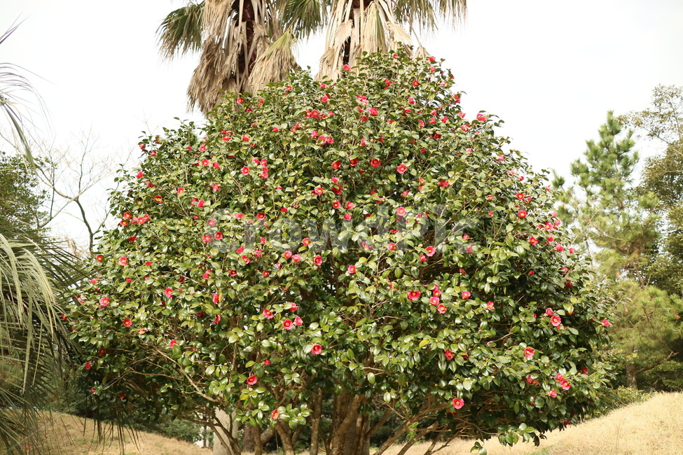 감성사진,감성,plant,식물,camellia,동백