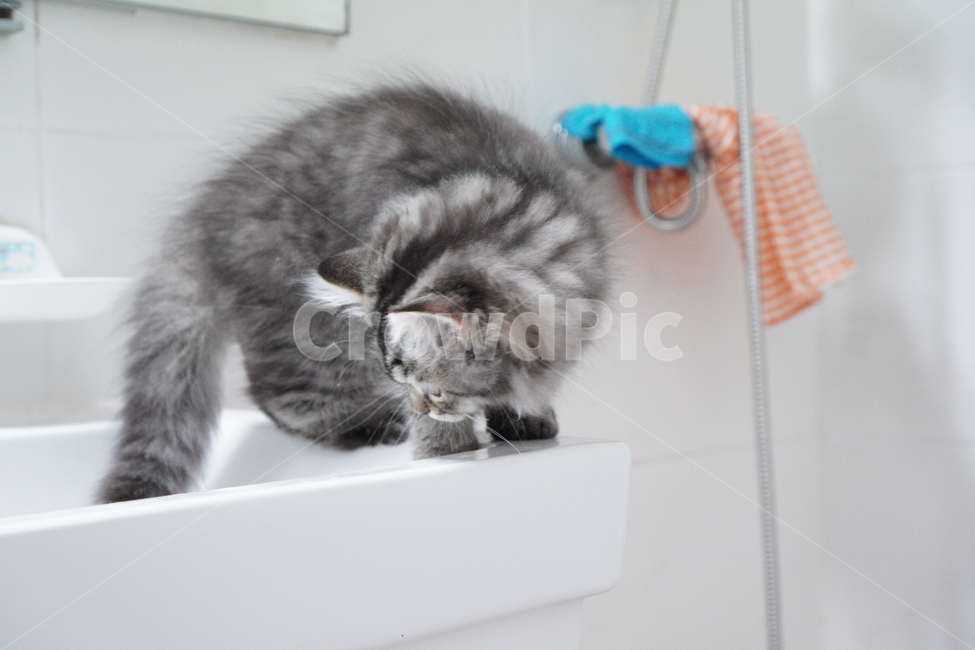고양이,어리고양이,아기고양이,페르시안고양이,반려묘,냥이,동물,animal,포유류,mammal,고양이,cat,kitten,kitty