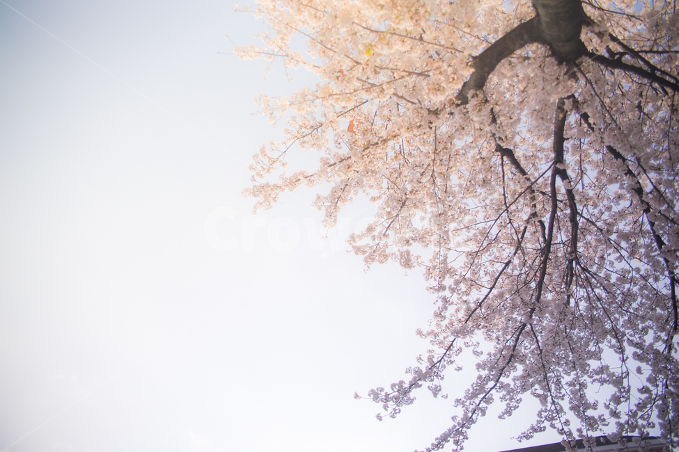 따뜻함,분홍,사랑스러움,감성,봄,벚꽃,꽃,벚꽃나무,Cherryblossom,봄,계절,spring,season,식물,자연,plants,nature,나무,trees,wood,plant