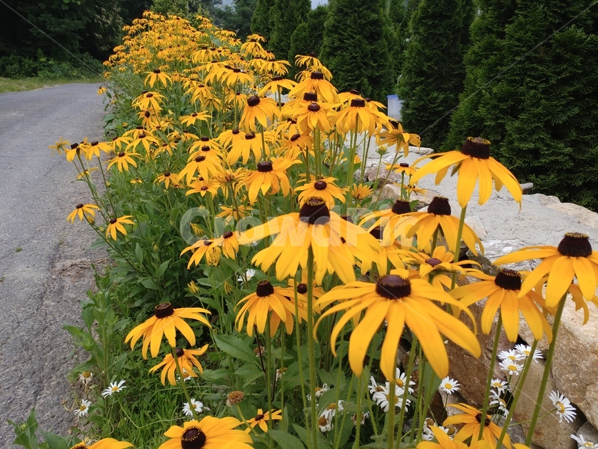 루드베키아,쌍떡잎식물,초롱꽃목,국화과,식물,coneflower,숙근성초화