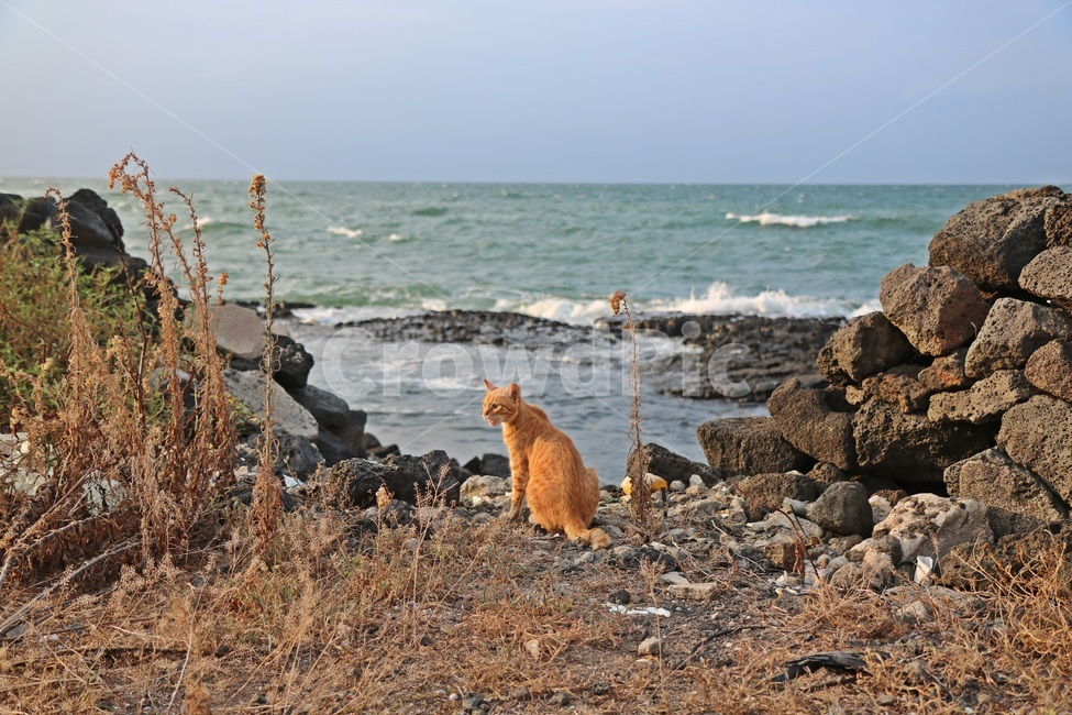 고양이,cat,sea,바다,새끼고양이,동물,animal,포유류,mammal,고양이,cat,kitten,kitty