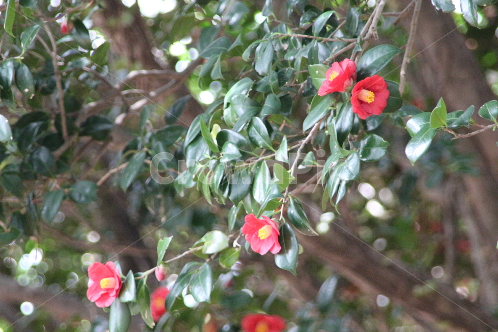 나무,봄,동백꽃,빨강,섬,ㅃ,식물,자연,plants,nature,꽃,flower