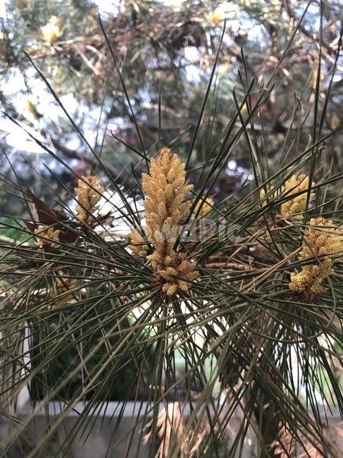 솔방울,소나무,솔잎,자연,나무,nature,어린솔방울,솔,시골,한국자연,절