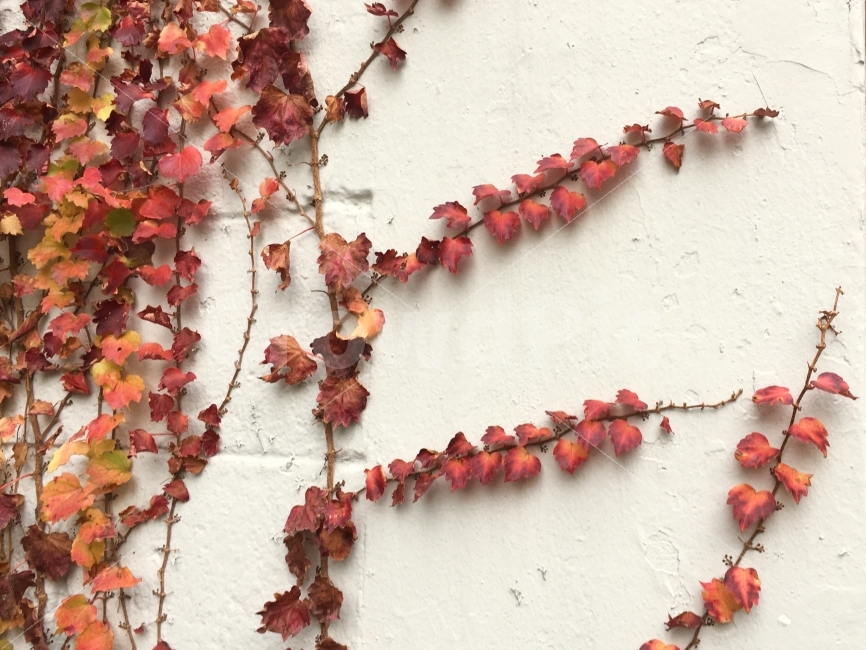 가을,담쟁이,감성,단풍,autumn,color,자연,식물,fall,season,가을,계절,fall,autumn,season,식물,자연,plants,nature,jewelry,보석류,necklace,목걸이,leaf,잎,plant