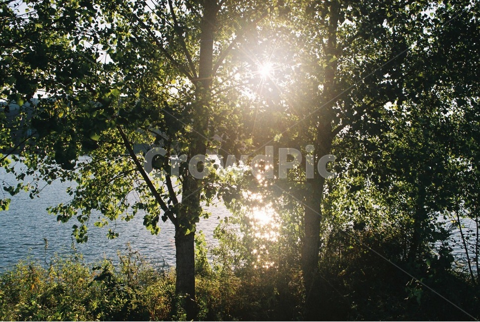 여름,햇살,필름사진,코모레비,녹음,강변,호수가,색상,색깔,film,자연,풍경,nature,landscape,휴식,힐링,rest,relaxation,healing,flare,플레어,light,빛,sunlight,햇빛