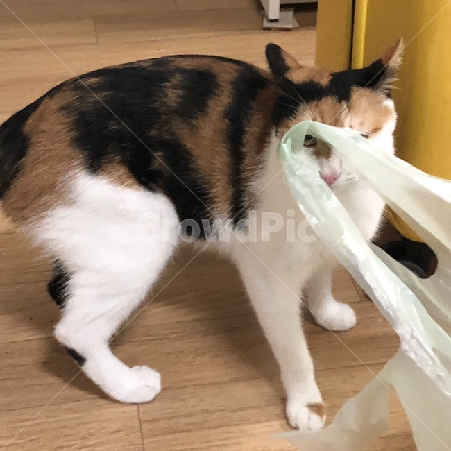 mammal,포유류,pet,animal,cat,고양이,반려묘,애완동물,동물,코리안숏헤어,삼색이,동물,animal,포유류,mammal,고양이,cat,kitten,kitty