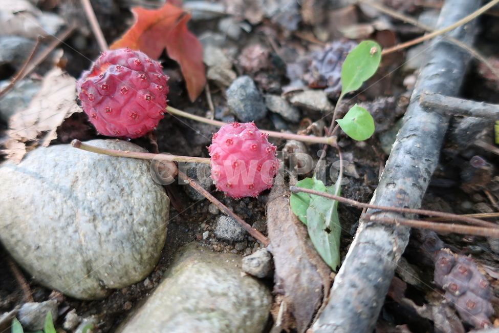 plant,식물,잎,열매,환경,추락,환생,가을,과일,열매,fruit
