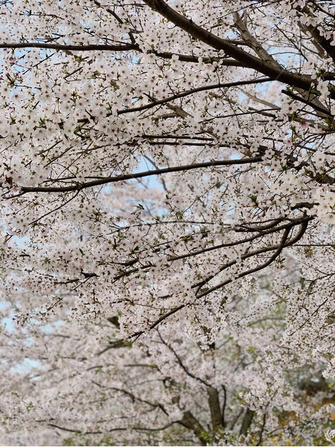 flower,blossom,꽃,cherryblossom,벚꽃,봄,spring,감성사진,feeling,식물,plant,감성,sensible,계절,season,색상,색깔,색감,color,자연,nature,옥외,outdoor,나무,tree,풍경,landscape