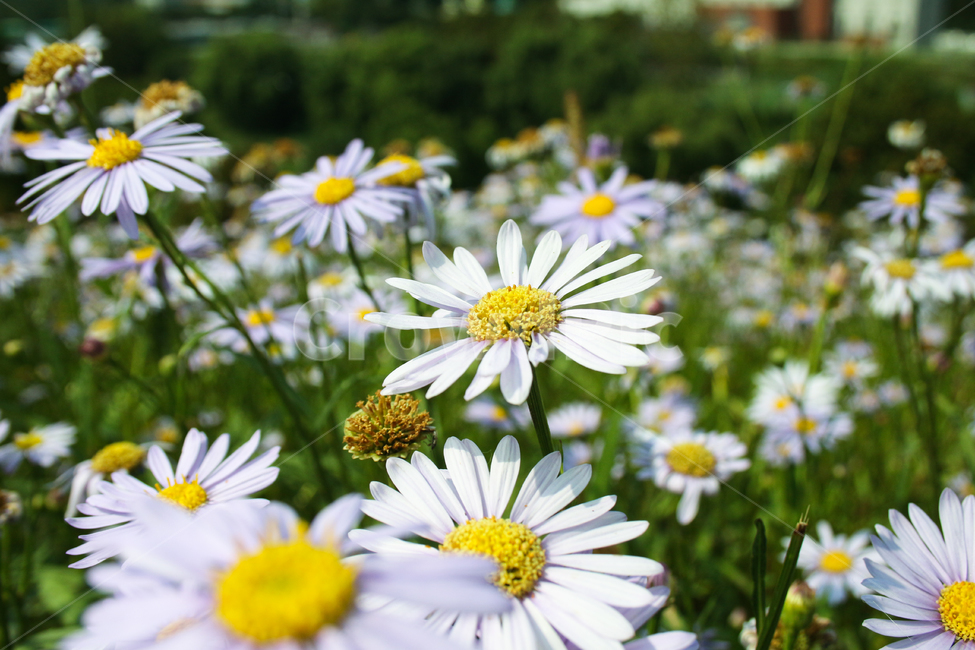 자연,꽃,힐링,꽃밭,flower
