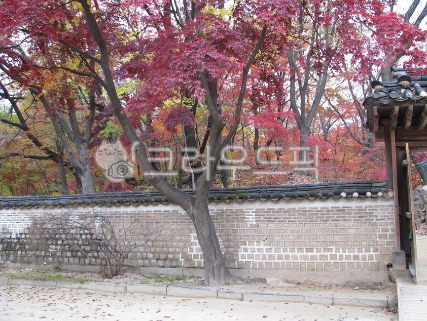 창덕궁, 연경당, 한옥, 전통가옥, 가을단풍, 사진,이미지,일러스트,캘리그라피 - bedro작가