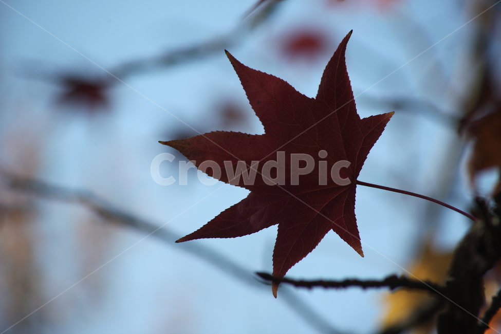 단풍,미국풍나무,가을,liquidambarstyraciflua,sweetgum,가을,계절,fall,autumn,season,식물,자연,plants,nature,leaf,잎,plant,tree,나무